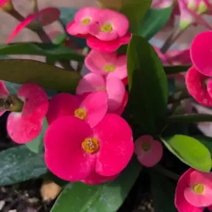 Crown of Thorns Cactus Plant Euphorbia Milii Live Succulent Perennial Flower 2 Inch Pot