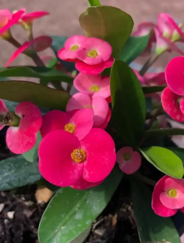 Crown of Thorns Cactus Plant Euphorbia Milii Live Succulent Perennial Flower 2 Inch Pot