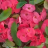 Crown of Thorns Cactus Plant Euphorbia Milii Live Succulent Perennial Flower 2 Inch Pot