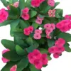 Crown of Thorns Cactus Plant Euphorbia Milii Live Succulent Perennial Flower 2 Inch Pot