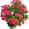 Crown of Thorns Cactus Plant Euphorbia Milii Live Succulent Perennial Flower 2 Inch Pot