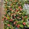 Crown of Thorns Cactus Plant Euphorbia Milii Live Succulent Perennial Flower 2 Inch Pot