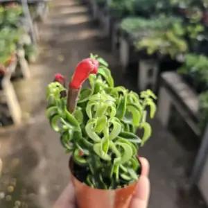 Curly Lipstick Plant Live Houseplant Red Aeschynanthus Trailing Vine 2 Inch Pot