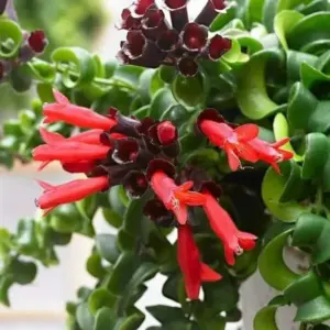 Curly Lipstick Plant Live Houseplant Red Aeschynanthus Trailing Vine 2 Inch Pot