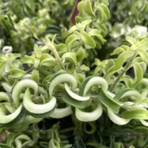 Curly Lipstick Plant Live Houseplant Red Aeschynanthus Trailing Vine 2 Inch Pot
