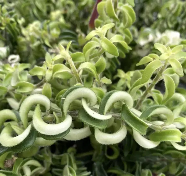 Curly Lipstick Plant Live Houseplant Red Aeschynanthus Trailing Vine 2 Inch Pot