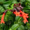 Curly Lipstick Plant Live Houseplant Red Aeschynanthus Trailing Vine 2 Inch Pot