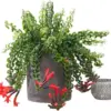 Curly Lipstick Plant Live Houseplant Red Aeschynanthus Trailing Vine 2 Inch Pot