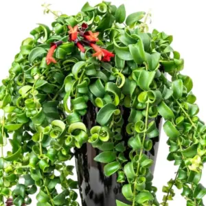 Curly Lipstick Plant Live Trailing Vine - Red Aeschynanthus Flowers Houseplant - 3 Inch Pot