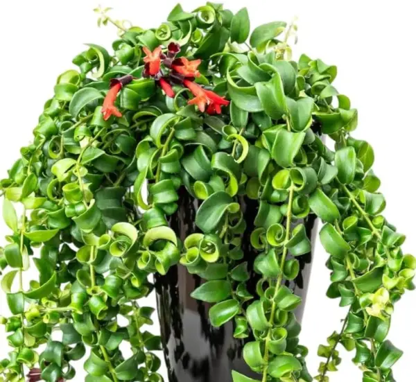 Curly Lipstick Plant Live Trailing Vine - Red Aeschynanthus Flowers Houseplant - 3 Inch Pot