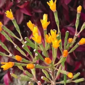 Dancing Bones Cactus Hatiora Salicornioides Live Succulent Plant 2 inch Multicolor