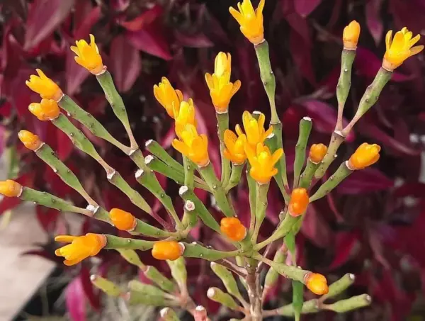 Dancing Bones Cactus Hatiora Salicornioides Live Succulent Plant 2 inch Multicolor