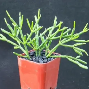 Dancing Bones Cactus Hatiora Salicornioides Live Succulent Plant 2 inch Multicolor