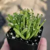 Dancing Bones Cactus Hatiora Salicornioides Live Succulent Plant 2 inch Multicolor