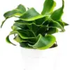 Dracaena Tornado Plant, Live Houseplant, 4 inch, Minimalist Pot, Easy Care Indoor Plant for Beginners