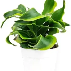 Dracaena Tornado Plant, Live Houseplant, 4 inch, Minimalist Pot, Easy Care Indoor Plant for Beginners
