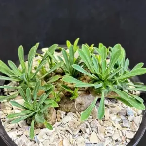 Dwarf Hybrid Euphorbia Japonica Succulent - Rare 4" Bare Root Plant