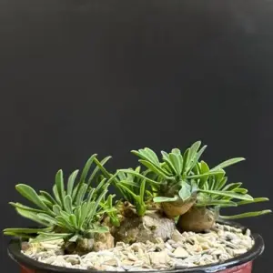 Dwarf Hybrid Euphorbia Japonica Succulent - Rare 4" Bare Root Plant