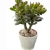 Dwarf Jade Plant Live Crassula Ovata Crosby's Compact Succulent 4 inch Planter for Home Office Decor
