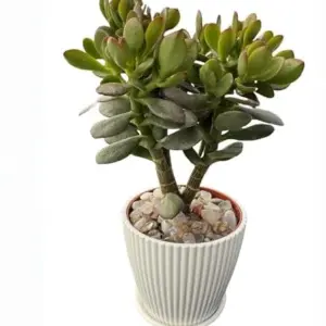Dwarf Jade Plant Live Crassula Ovata Crosby's Compact Succulent 4 inch Planter for Home Office Decor