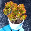Dwarf Jade Plant Live Crassula Ovata Crosby's Compact Succulent 4 inch Planter for Home Office Decor