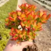 Dwarf Jade Plant Live Crassula Ovata Crosby's Compact Succulent 4 inch Planter for Home Office Decor