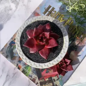 Echeveria Agavoides Romeo Rubin Live Succulent Plant, 1 Head 2-2.5" Bare Root, Red Rare Indoor Outdoor Decor, Plant Lovers Gift