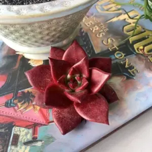 Echeveria Agavoides Romeo Rubin Live Succulent Plant, 1 Head 2-2.5" Bare Root, Red Rare Indoor Outdoor Decor, Plant Lovers Gift