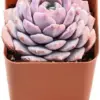 Echeveria Amazing Grace Live Succulent Plant, 2 inch Pot, Real Houseplant for Indoor Outdoor Home Office Decor