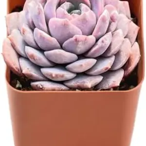 Echeveria Amazing Grace Live Succulent Plant, 2 inch Pot, Real Houseplant for Indoor Outdoor Home Office Decor