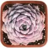 Echeveria Amazing Grace Live Succulent Plant, 2 inch Pot, Real Houseplant for Indoor Outdoor Home Office Decor