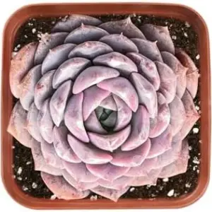 Echeveria Amazing Grace Live Succulent Plant, 2 inch Pot, Real Houseplant for Indoor Outdoor Home Office Decor