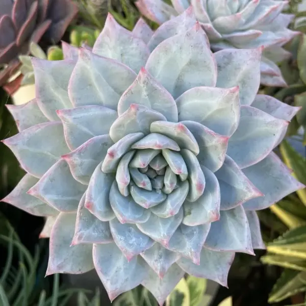 Echeveria Blue Bird Succulent Live Plant 2.5 Inch Pot Blue Easy Care