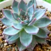 Echeveria Blue Bird Succulent Live Plant 2.5 Inch Pot Blue Easy Care