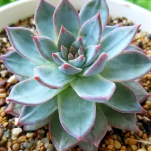 Echeveria Blue Bird Succulent Live Plant 2.5 Inch Pot Blue Easy Care