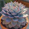 Echeveria Blue Bird Succulent Live Plant 2.5 Inch Pot Blue Easy Care