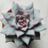 Echeveria Blue Bird Succulent Live Plant 2.5 Inch Pot Blue Easy Care
