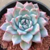 Echeveria Blue Bird Succulent Live Plant 2.5 Inch Pot Blue Easy Care