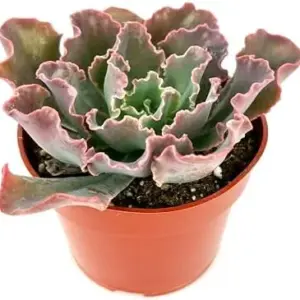 Echeveria Blue Curls Succulent Live Plant 4 Inch Pot Green Blue Pink Low Maintenance