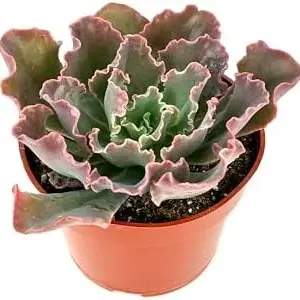 Echeveria Blue Curls Succulent Live Plant 4 Inch Pot Green Blue Pink Low Maintenance