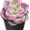 Echeveria Conch Live Succulent Plant, Fully Rooted, 2 inch Pot, Real Houseplant for Indoor Outdoor Home Office Wedding Decor