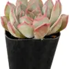 Echeveria Dark Ice Succulent Plant, Live 2 inch Pot, Grey-Blue, Drought Tolerant Houseplant