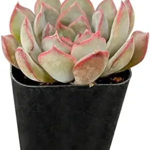Echeveria Dark Ice Succulent Plant, Live 2 inch Pot, Grey-Blue, Drought Tolerant Houseplant