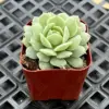 Echeveria Derenbergii Hybrid Succulent Plant, Live, 2 inch Pot, Indoor Outdoor Home Office Decor