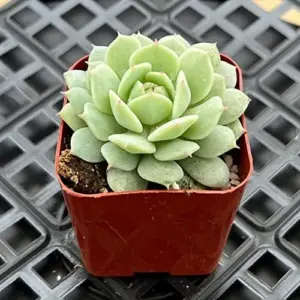 Echeveria Derenbergii Hybrid Succulent Plant, Live, 2 inch Pot, Indoor Outdoor Home Office Decor
