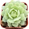 Echeveria Derenbergii Hybrid Succulent Plant, Live, 2 inch Pot, Indoor Outdoor Home Office Decor