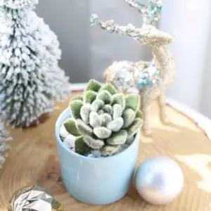 Echeveria Doris Taylor Live Succulent Plant 4 inch Green Fuzzy Succulent for Indoor Outdoor Gardens