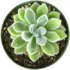 Echeveria Doris Taylor Live Succulent Plant 4 inch Green Fuzzy Succulent for Indoor Outdoor Gardens