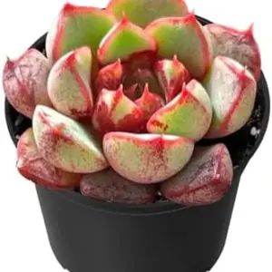 Echeveria Firework Live Succulent Plant, Fully Rooted, 2 inch Pot, Houseplant for Home & Office Decor, Wedding Favor