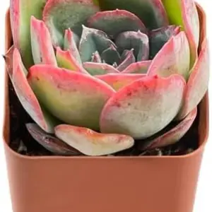 Echeveria Morning Dew Live Succulent Plant, 2-Inch Pot, Fully Rooted, Indoor Outdoor Houseplant, Wedding Favor, Pet-Friendly